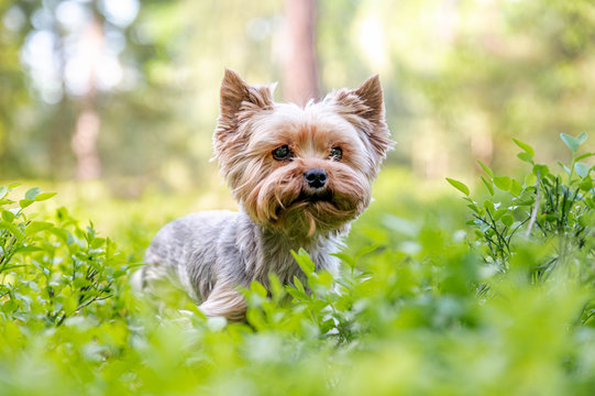 Healthy happy cute little yorkshire terrier in wood on spring.