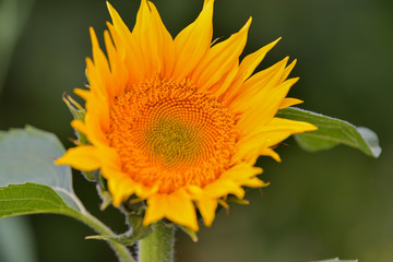 Sunflower natural background, Sunflower blooming, Sunflower oil improves skin health and promote...