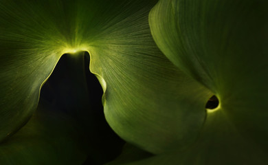 Leaves of water hyacinth,green leaves in dark background.Tropical leaves forest wallpaper.