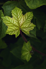 Glittering green leaves in the dark background.Tropical leaves forest wallpaper.