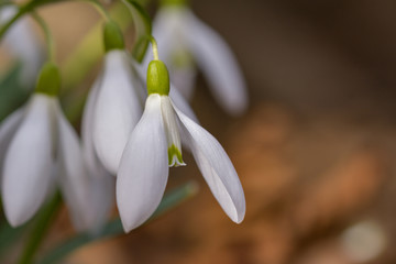 Fototapeta premium Snowdrop or common snowdrop (Galanthus nivalis) flowers