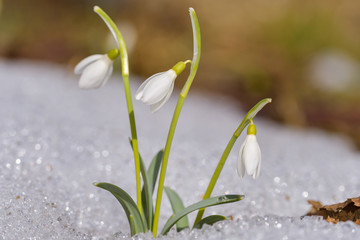 Fototapeta premium Snowdrop or common snowdrop (Galanthus nivalis) flowers