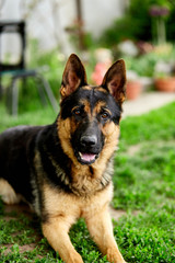German shepherd lying on the grass in the park. Portrait of a purebred dog. Looking in the camera. German Shepherd on the grass, dog in the park, dogs portrait