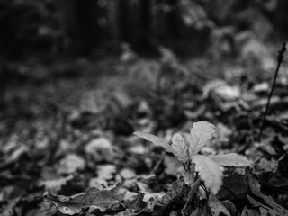 Small growing tree inside of big forest.
