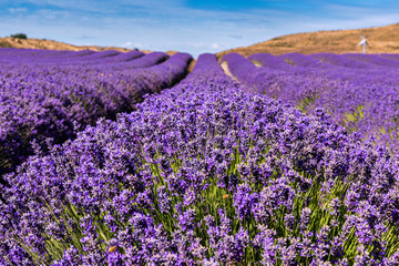 Lavender Fields just outside the town of Twizel in New Zealand 