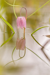 Endangered wild Chess Flower on a Meadow. Lovely Chequered Snakes Head Lily on a spring evening. Macro with shallow depth of field