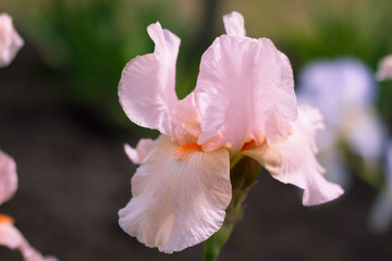 Iris pink flower in the garden. Close-up.