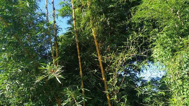 Green bamboo tree with natural background. Bamboos are evergreen perennial flowering plants in the subfamily Bambusoideae of the grass family Poaceae.