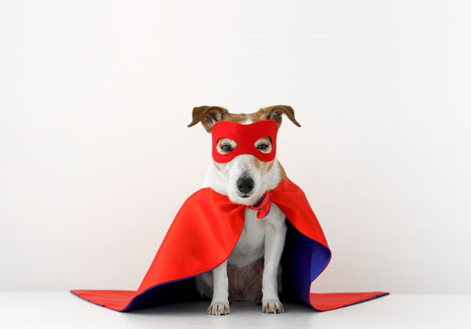 Cute little dog in red superhero cape and mask sitting on gray background