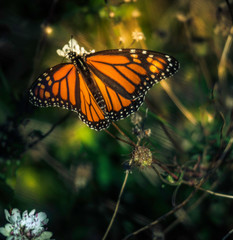 Fototapeta na wymiar Beautiful Monarch Butterfly on green plants 