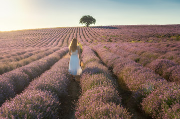 Rear view of a woman in white dress, standing between rows of blooming lavender field at golden...