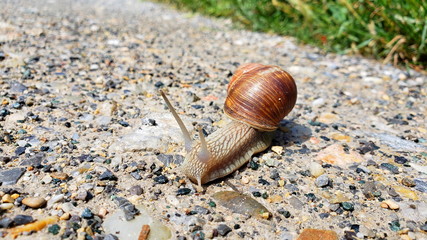Schnecken-Wanderung