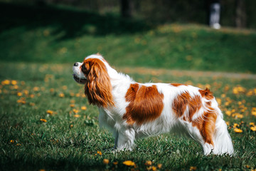 Beautiful dog in the grass background. Kavalier king charles spaniel