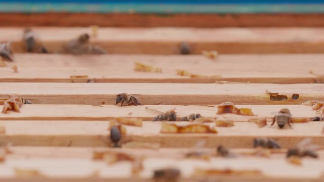 Close up view of the opened hive body showing the frames populated by honey bees. Bee mooving on top. Focus change