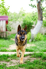 German shepherd running on the grass in the park. Portrait of a purebred dog. Looking in the camera. German Shepherd on the grass, dog in the park, dogs portrait
