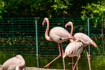 Flamingos with bright colors live in flocks near the pond. The plumage is pink and orange. Keeping individuals with long necks and powerful curved beaks in the zoo