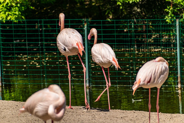 Flamingos with bright colors live in flocks near the pond. The plumage is pink and orange. Keeping individuals with long necks and powerful curved beaks in the zoo