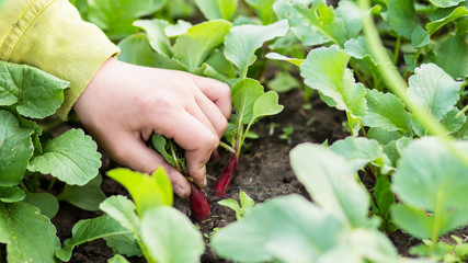 Naklejka na ściany i meble Close-up of hand harvesting radishes on plantation. Growing the first radishes in the garden near the house. Harvest of the first greenery.