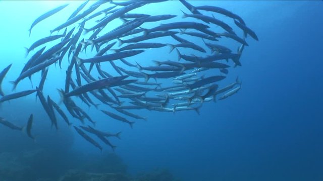 barracudas turning underwater vortex barracuda fish under ocean scenery 