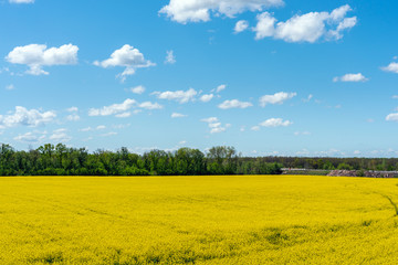Colorful yellow spring rapeseed field on a sunny day with beautiful blue sky with white clouds