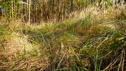 Closeup image of dry grass on meadow at forest
