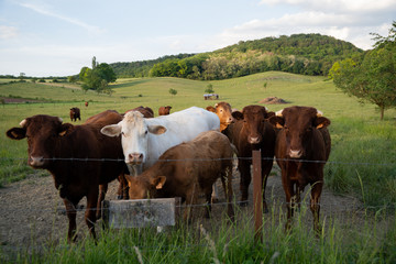 Cows in meadow