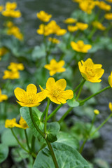 Caltha palustris yellow flowers