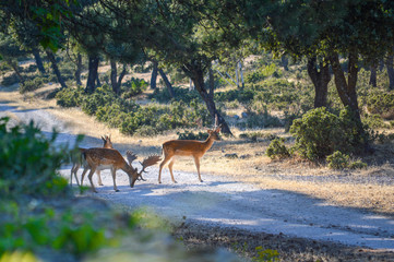 ciervos, venado, cornamenta, Animales, animal salvaje, naturaleza, ganader&iacute;a, ganado, mascota, 