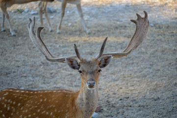 ciervos, venado, cornamenta, Animales, animal salvaje, naturaleza, ganader&iacute;a, ganado, mascota, 