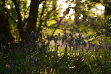 Bluebell flowers growing in sunny woodland