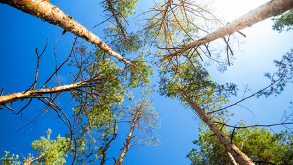 View on the pine tree tops and clear blue sky in forest