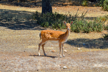 ciervos, venado, Animales, animal salvaje, naturaleza, ganader&iacute;a, ganado, mascota, 