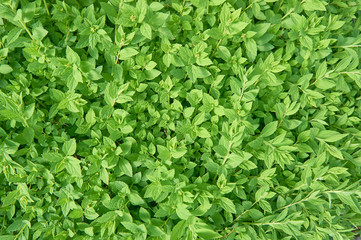 Pattern of freshness green leaves for the natural green background. Young plants. Copy space.