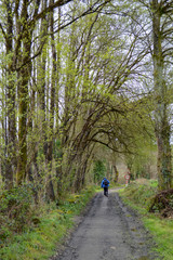 Camino de Santiago, tunel de arboles, Mochileros, peregrino, Viaje, viajes, caminada, senderismo, naturaleza, paisaje, camino, paseo, bosque, campo,  