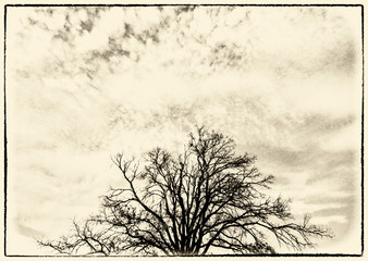  A stylized image of a dried tree amid clouds.