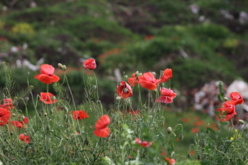 field of poppies