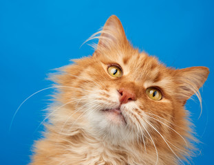 portrait of adult ginger fluffy cat on a blue background