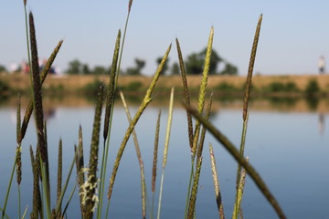 reeds in the water