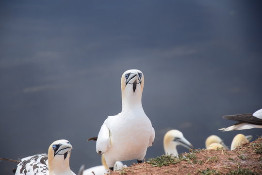 Helgol&auml;nder Vogel