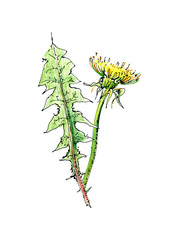 Obraz premium Dandelion flowers and herbs on a white background.Watercolor hand drawn illustration. 