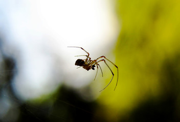 A small spider hangs on an invisible web. Macro shot.   