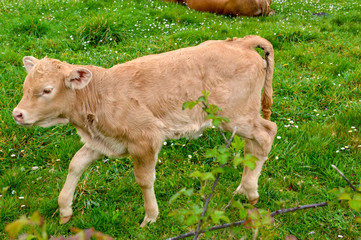 vaca, vaquilla, animales, animal, campo, naturaleza, ganadería, ganado, mascota, 