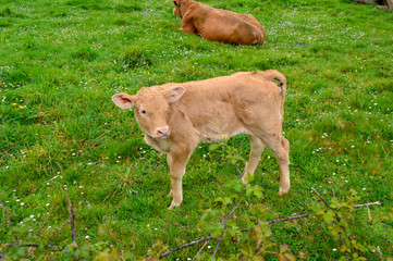 vaca, vaquilla, animales, animal, campo, naturaleza, ganadería, ganado, mascota, 
