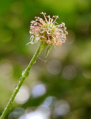 Drops of water on a spike. Macro shot.