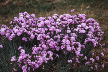 Obraz premium Flower bed with small pink flowers