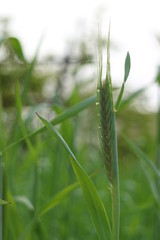 spikelet after rain