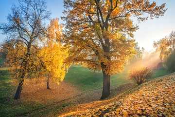 Осенний овраг в Царицыно The rays of the autumn sun through golden trees in a ravine in Tsaritsyno