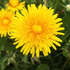 Blooming yellow dandelion on a green background.