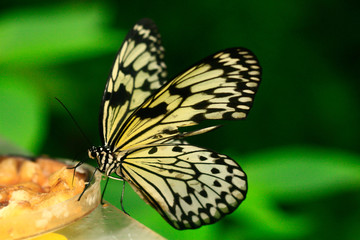 
color macro photo of an exotic butterfly in the rainforest on a sunny day on the mountain