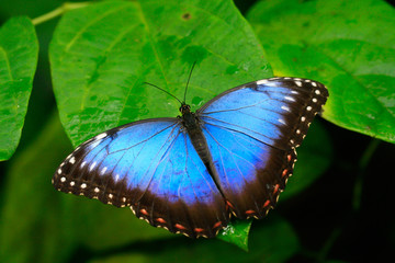 
color macro photo of an exotic butterfly in the rainforest on a sunny day on the mountain
